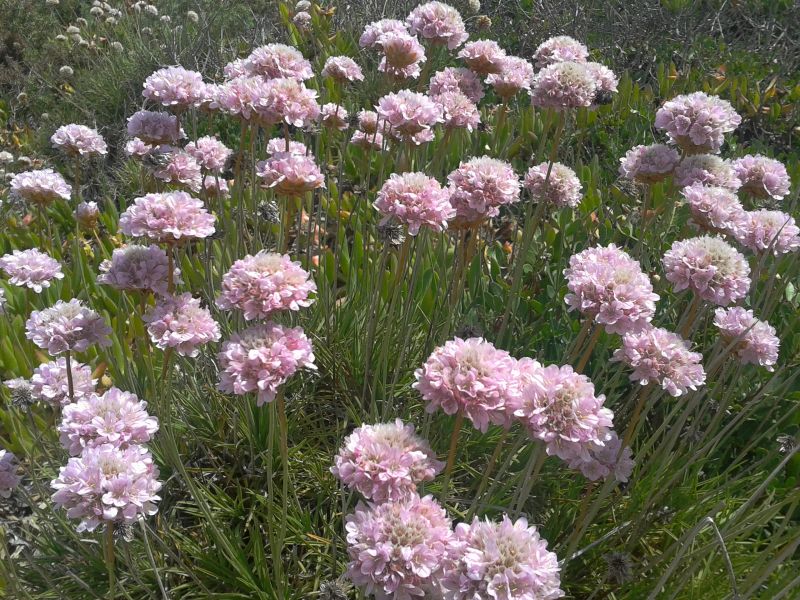 Armeria pungens / Spillone delle spiagge